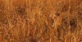 /album/escondidos-/animais-camuflados-1-jpg/